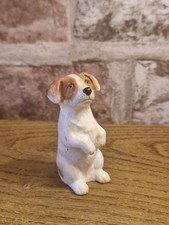 Adorable jack russell for sale  BRIGHTON
