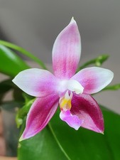 Rare phalaenopsis sri for sale  LONDON