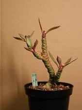 Monadenium stapelioides 2525 gebraucht kaufen  Overath