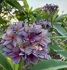 Plumeria rubra seeds for sale  NOTTINGHAM