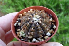 Gymnocalycium ragonesii cactus d'occasion  Servian