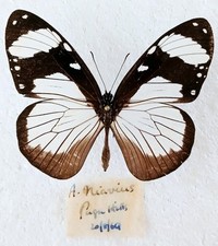 Amauris niavius butterfly for sale  SLEAFORD