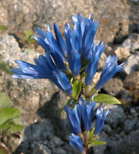 Japanischer enzian gentiana gebraucht kaufen  Bad Zwischenahn