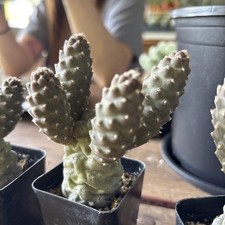 Cactus plant tephrocactus for sale  Oakland