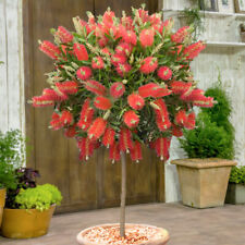 Callistemon bottlebrush plant for sale  PETERBOROUGH