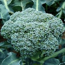 Waltham broccoli seeds for sale  Deltona