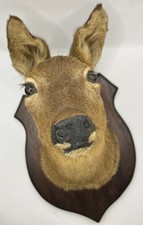 Taxidermie tête chevreuil d'occasion  La Chartre-sur-le-Loir