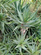 500 foglie aloe usato  Barcellona Pozzo di Gotto