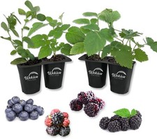 Berry variety pack for sale  USA