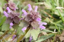 Purple dead nettle for sale  North Vernon