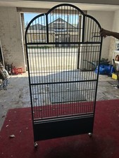 Large rainforest parrot for sale  FLEET
