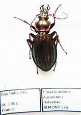 Carabus chrysocarabus auronite d'occasion  Le Havre-