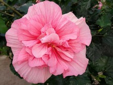 hibiskus pflanze gebraucht kaufen hibiskus pflanze gebraucht kaufen Münster