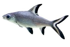 Bala shark fish for sale  Discovery Bay