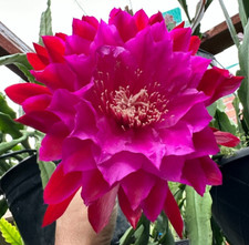 Epiphyllum falling love for sale  Fremont