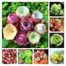 Aeonium greenovia mountain for sale  BEXHILL-ON-SEA