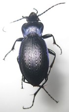 Carabidae carabus problematicu d'occasion  Fontenay-sous-Bois
