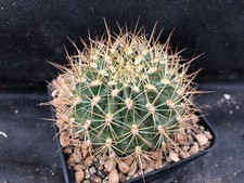 Matucana weberbaueri cactus usato  Massafra