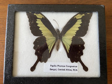 Framed taxidermy butterfly for sale  North Ridgeville