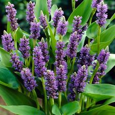 Large pickerel hyacinth for sale  NEWHAVEN