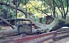 Mill valley california for sale  Rocky Gap