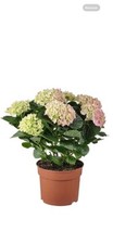 Hydrangea plant pink for sale  CARDIFF