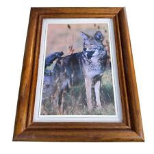 Coyote photograph framed for sale  Akron