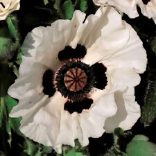 Oriental poppy checkers for sale  LLANDYSUL