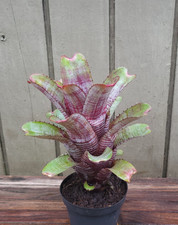 Aechmea nudicaulis parati for sale  Homestead