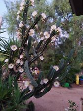 Cereus peruvianus tal usato  Manduria