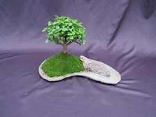 Baby jade bonsai for sale  Freeport
