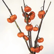 Seeds pumpkin stick for sale  Parsippany