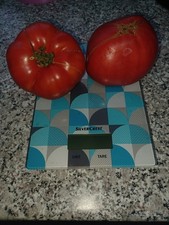 Tomato siberian heavyweight for sale  NOTTINGHAM