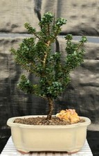 Holly ilex bonsai for sale  Patchogue