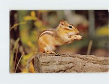 Postcard chipmunk for sale  Shipping to Ireland