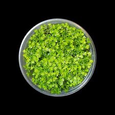 Selaginella apoda moos gebraucht kaufen  Mainz