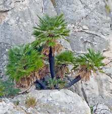 Chamaerops humilis usato  Napoli