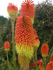 red hot poker for sale red hot poker for sale CANVEY ISLAND