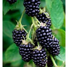 Graines mûres noires d'occasion  Sarrians
