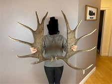 Moose antler set for sale  Moscow
