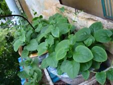 Green malabar spinach d'occasion  Expédié en Belgium