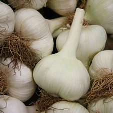 Elephant garlic cloves for sale  GLASGOW