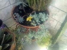 Piante grasse succulente usato  Pesaro