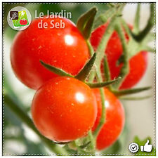 100 graines tomate d'occasion  Istres