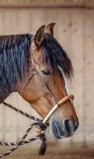 Bosal pferd braun gebraucht kaufen  Hildrizhausen