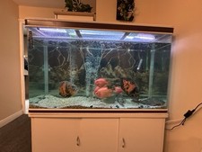 350l aquarium fish for sale  LONDON