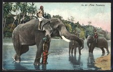 Fine tuskers arbeits gebraucht kaufen  Berlin