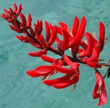 Erythrina bidwillii érythrine d'occasion  Expédié en France
