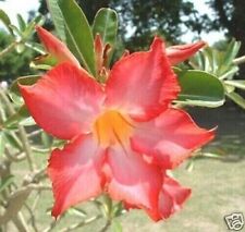 Graines adenium obesum d'occasion  Expédié en France