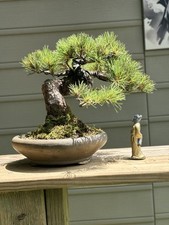 Japanese shohin white for sale  Pittsburgh